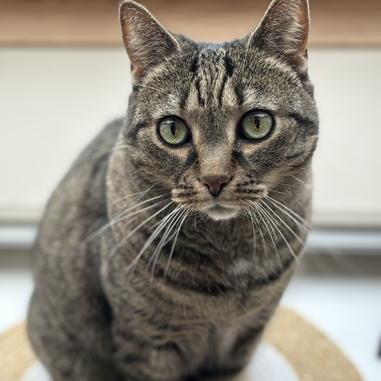 Foto van een kat