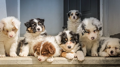 Meerdere honden samen