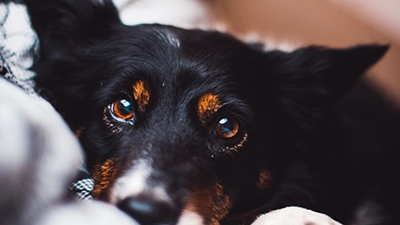 Een hond die schattig in de camera kijkt